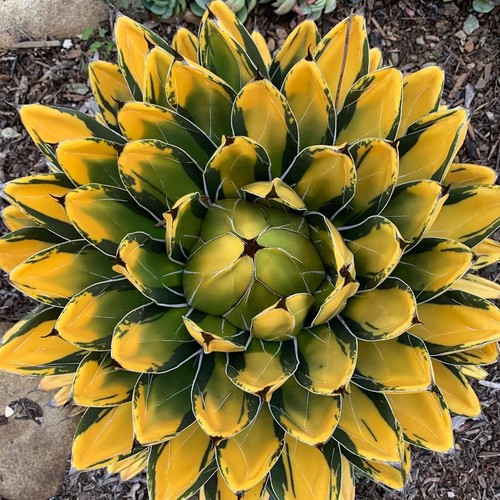 Agave victoriae reginae sun - agave,
