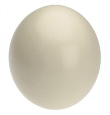 NaDeco uovo di struzzo naturale 2 pezzi 1A qualità uovo di struzzo uova di struzzo decorazione pasquale