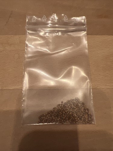 Semi gelso nero - semi,