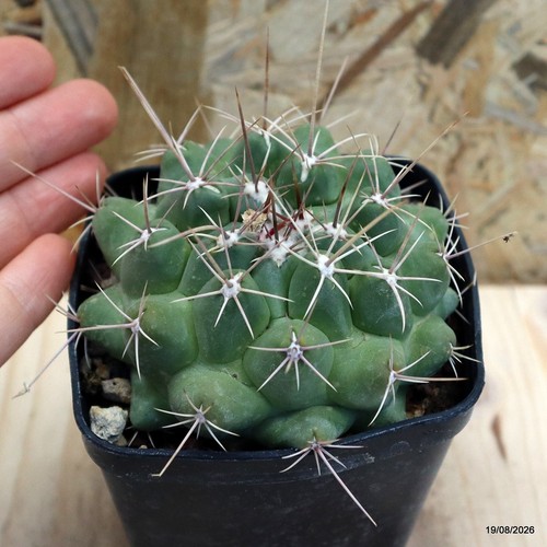 Thelocactus matudae vaso cm - thelocactus, 8