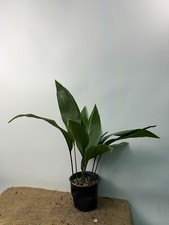 Aspidistra elatior Variegata 18.04.20 EXACT PLANT