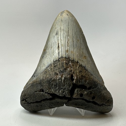 Dente squalo megalodonte - dente,