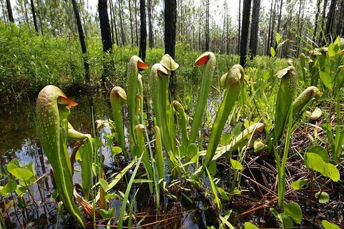 Sarracenia minor pianta - sarracenia,