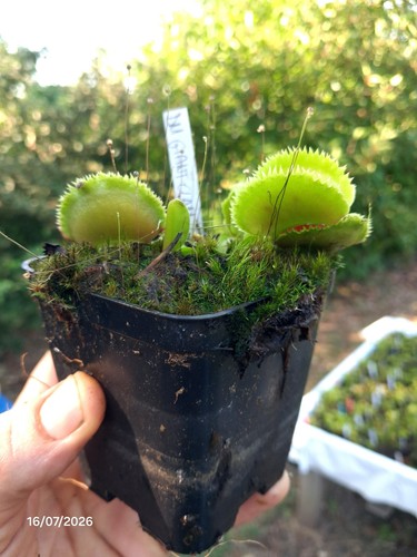 Dionaea muscipula giant clam - dionaea, clam'