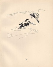 Stampa Vintage Di Uccelli ~