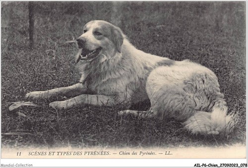 Ailp6 0550 cane cani - -,