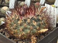 Pediocactus simponii ssp