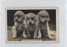 1939 Servizio Anziani Cani