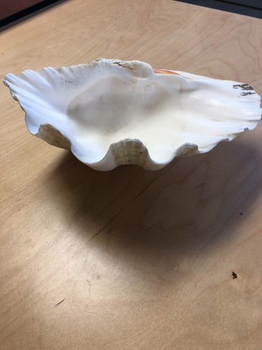Enorme guscio vongole - guscio, di