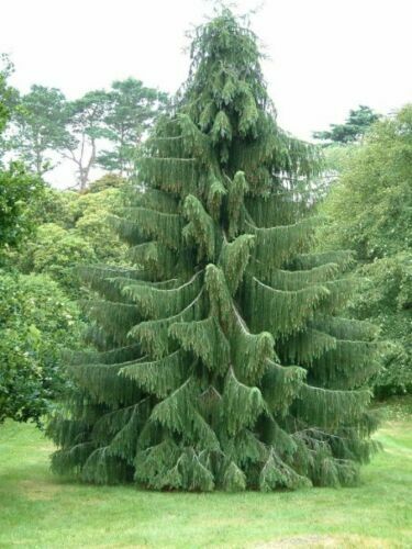 Picea smithiana abete - smithiana,