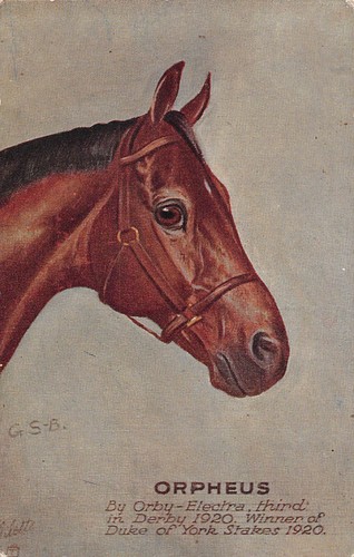 Cartolina cavallo corsa - cavallo, da