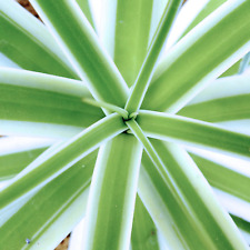 Agave bracteosa cv "MONTERREY FROST" white variegated - Spinna a righe bianche