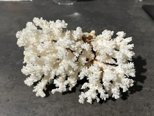 Ramo grande di corallo bianco Cm.20 Peso gr. 700