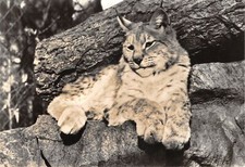 Lot231 germany zoo eberswalde