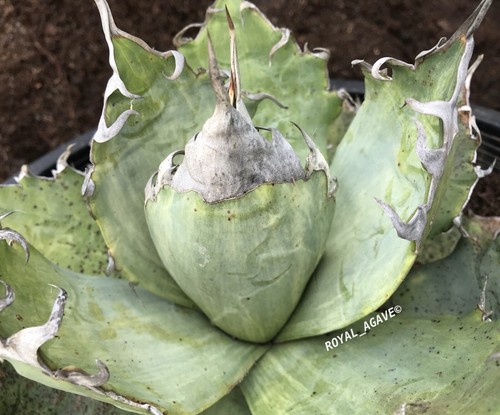Agave oteroi fo76 tiger - agave,