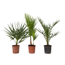 Plant in a Box 3 Palme da