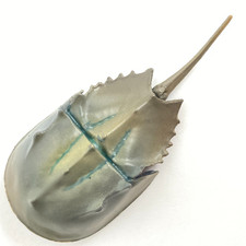 Mini Figure Gamberetti