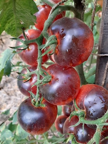 Semi pomodoro cascade - di,