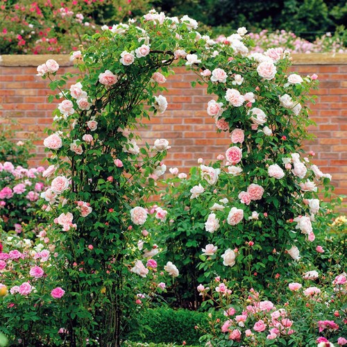 Arco per rose metallo