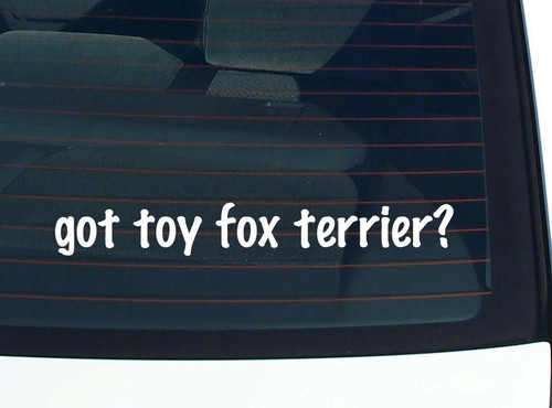 Got toy fox terrier - got,
