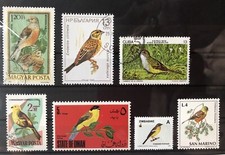 kl. Lot Vögel Ammer