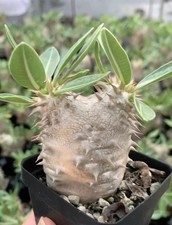 Rara pianta succulenta