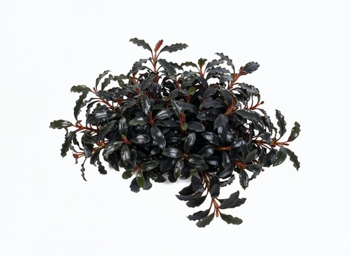 Natureholic bucephalandra blue - natureholic,