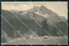 Trento San Martino di Castrozza Mucche al Pascolo cartolina MX4411