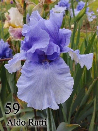 Rizoma iris germanica - rizoma,