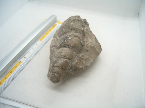 Conchiglia fossile lumaca - fossile,