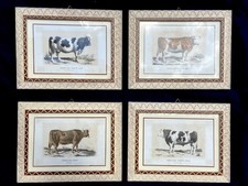 Quattro Cromolitografie Francesi Primi '900 - Mucche - In Cornice