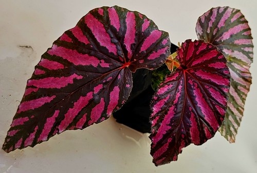Begonia brevimosa - brevimosa,