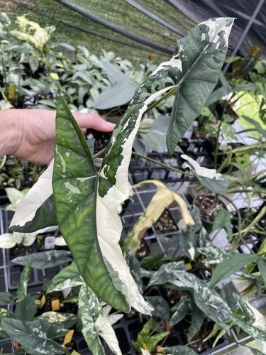 Alocasia simpo albo variegated - simpo,