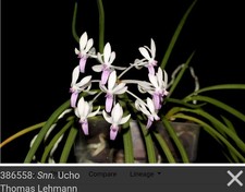 Seidenanda Ucho near blooming
