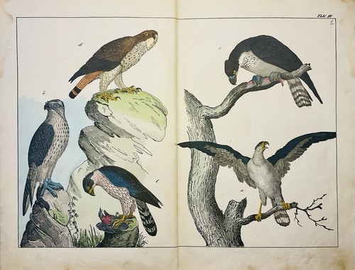Falchi rapaci 1838 - , arte