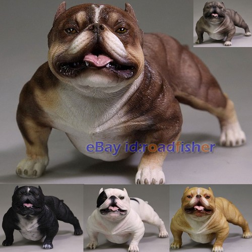 6 american bully - mr.z,