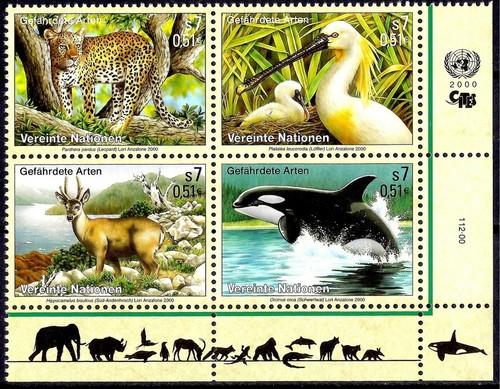 2000 taruca leopardo - (v,