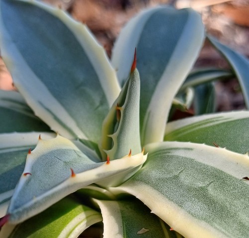 Agave applanata variegata