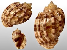 Harpidae, Harpa kajiyamai
