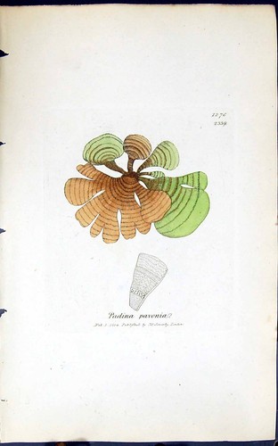 Vecchia stampa antica padina - stampa,