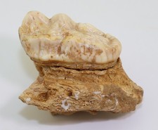 Orso delle caverne, Ursus