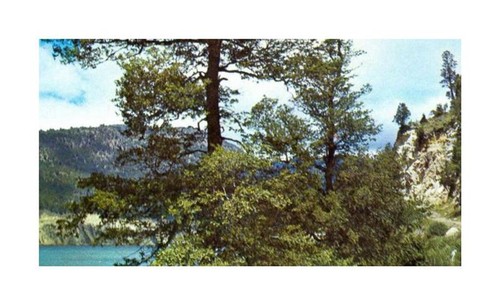 10x nothofagus obliqua - 10x,