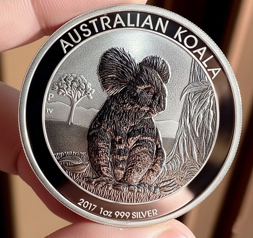 Oncia 2017 koala - 2017,