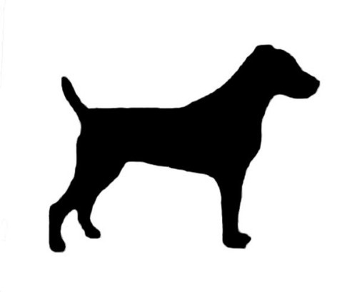 Jack russell terrier parson - jack,