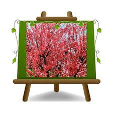 Pesco da Fiore rosso / rosato