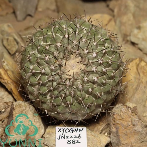 8cm copiapoa cinerea - 6.8cm, self