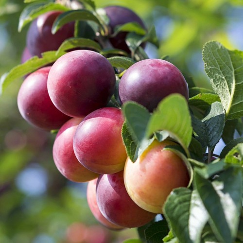 Pianta frutto susino - pianta,