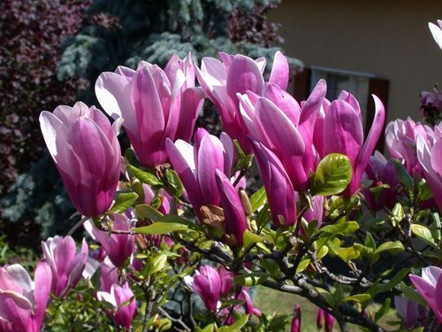 Pianta magnolia soulangeana - di,
