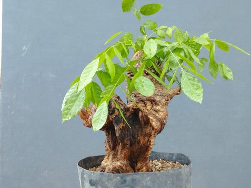 Bonsai glicine 30x15cm in - bonsai,