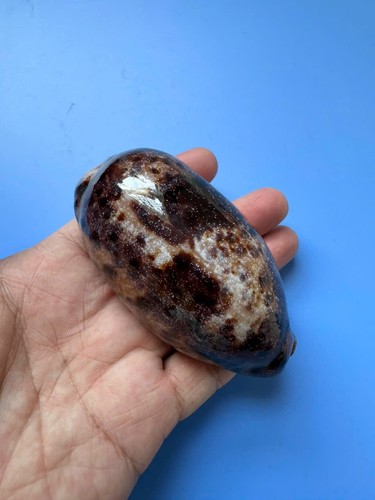 Cypraea testudinaria - mm, |